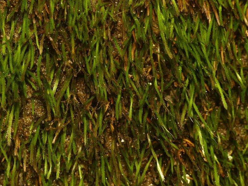 Norway Bryoxiphium Moss photo 2