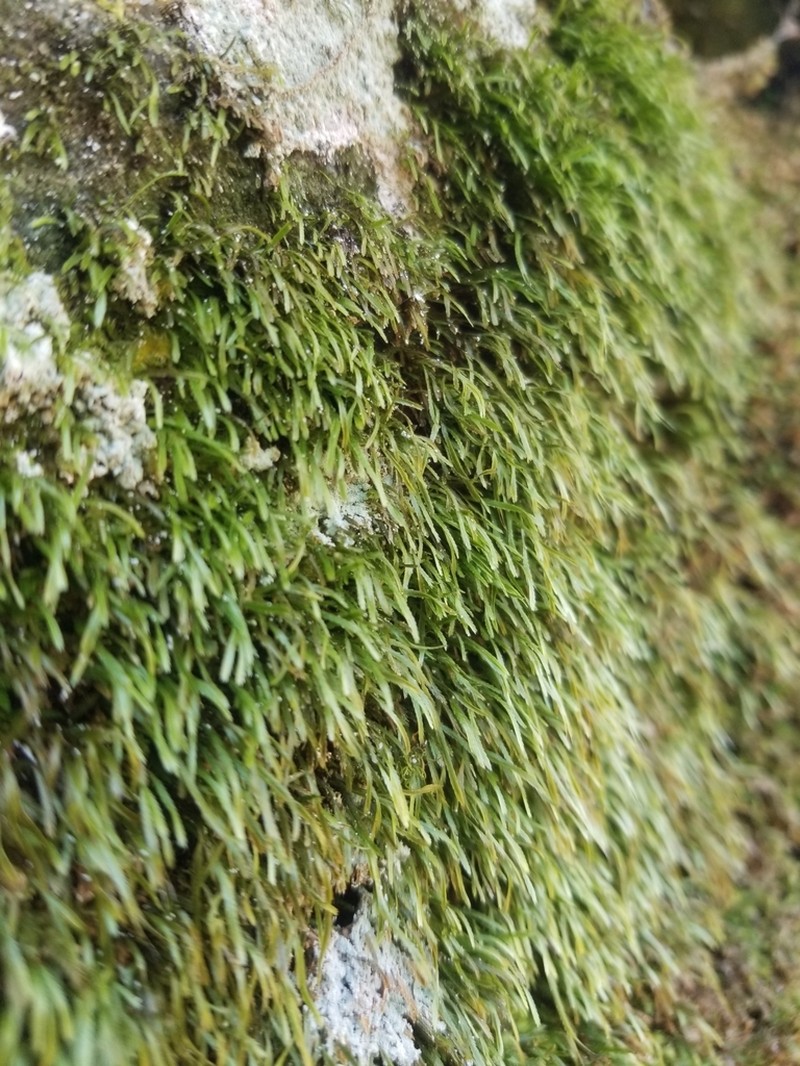 Norway Bryoxiphium Moss photo 3