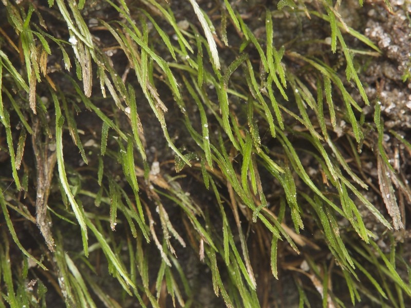 Norway Bryoxiphium Moss photo 4