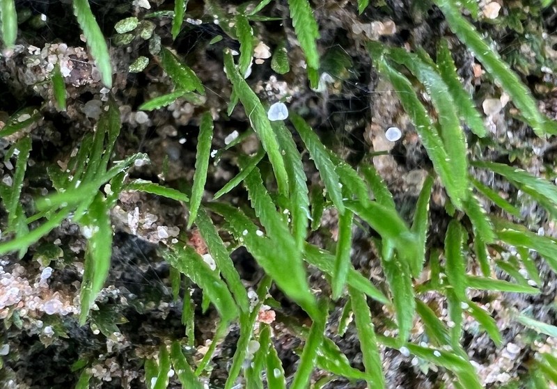 Norway Bryoxiphium Moss photo 5
