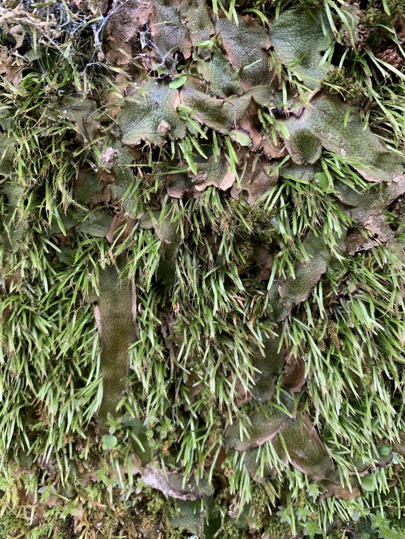 Norway Bryoxiphium Moss photo 6
