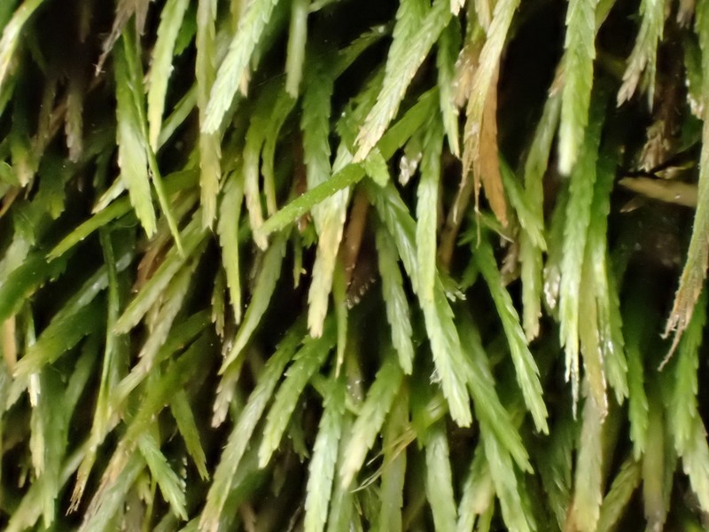Norway Bryoxiphium Moss photo 7