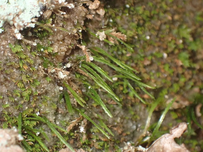 Norway Bryoxiphium Moss photo 8