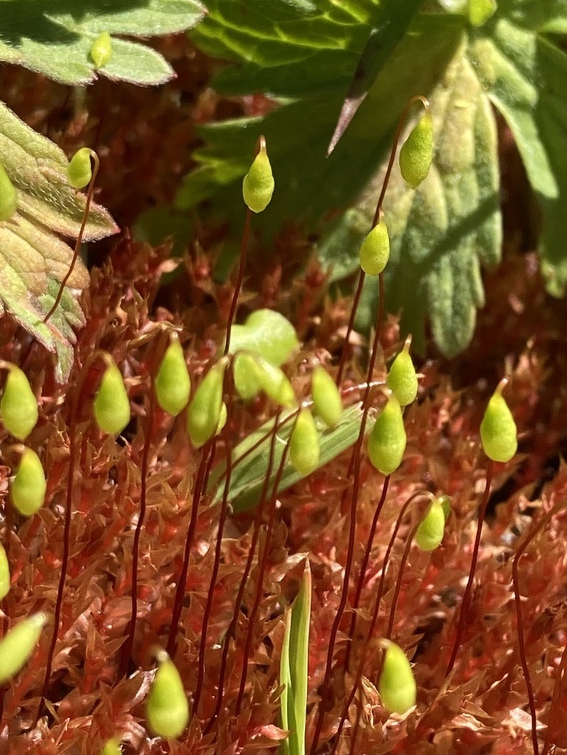 Bryum Moss photo 4