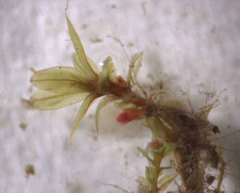 Bryum Moss photo 5
