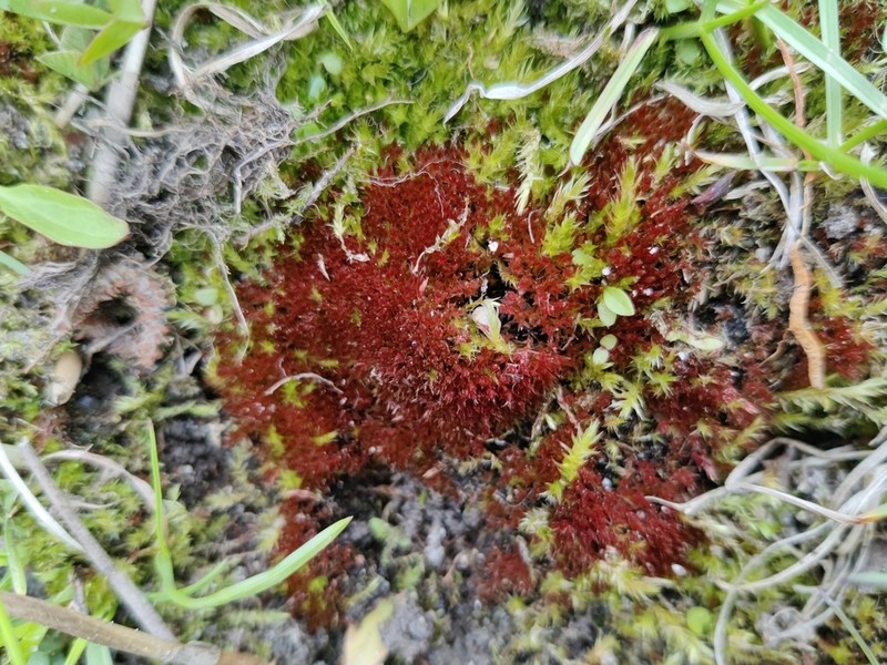 Bryum Moss photo 7