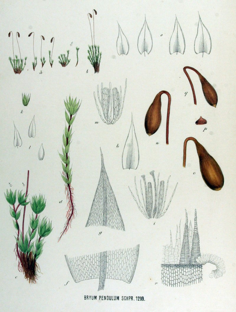 Bryum Moss