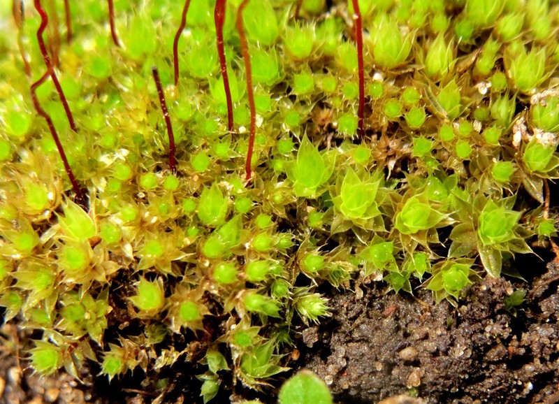 Bryum Moss