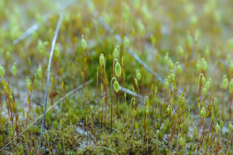 Bryum Moss photo 2