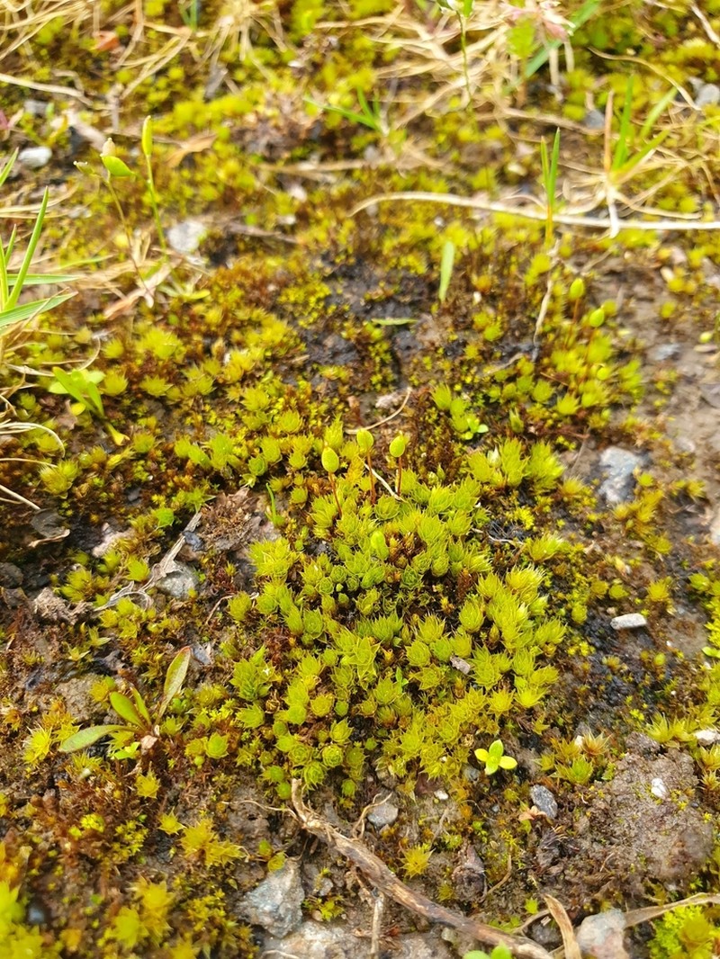 Bryum Moss photo 3