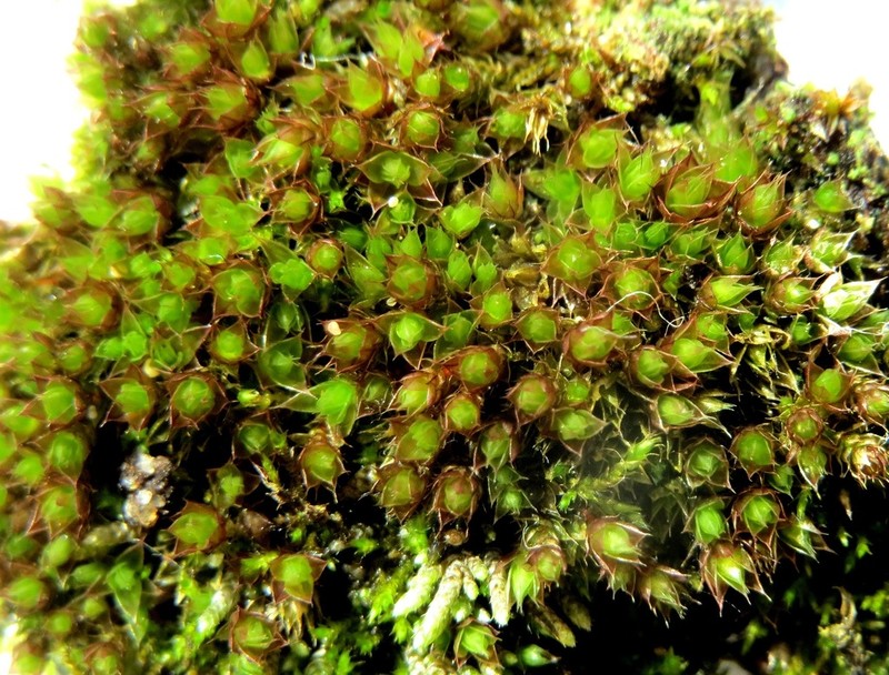 Bryum Moss photo 5