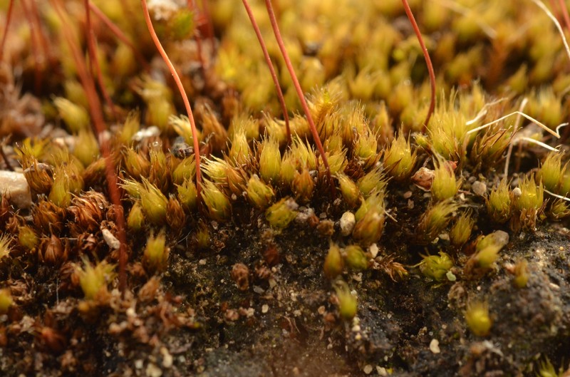 Bryum Moss photo 7