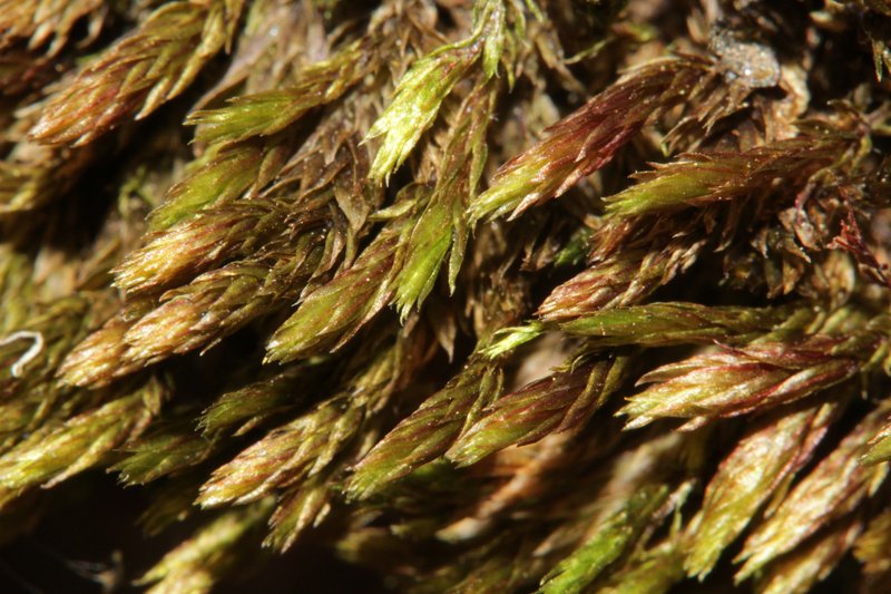 Alpine Bryum Moss