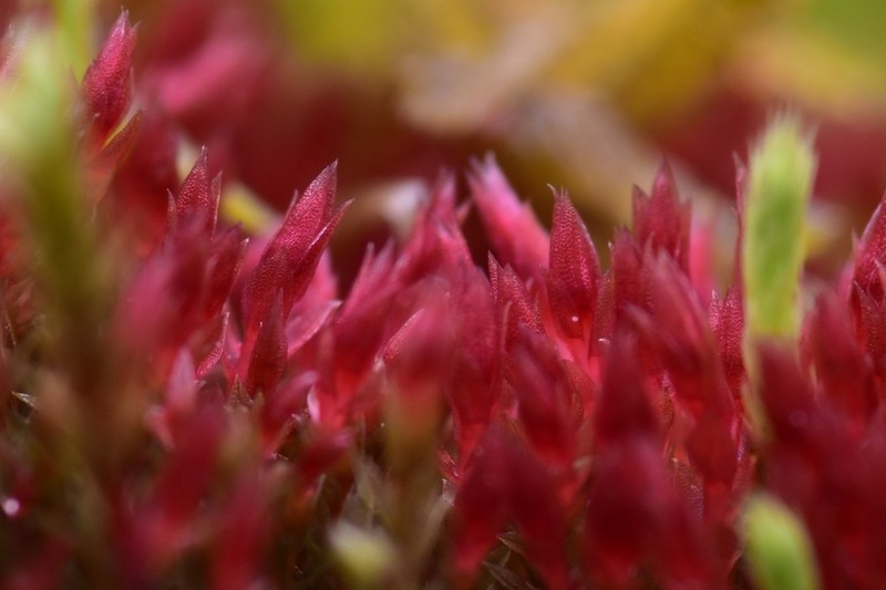 Alpine Bryum Moss