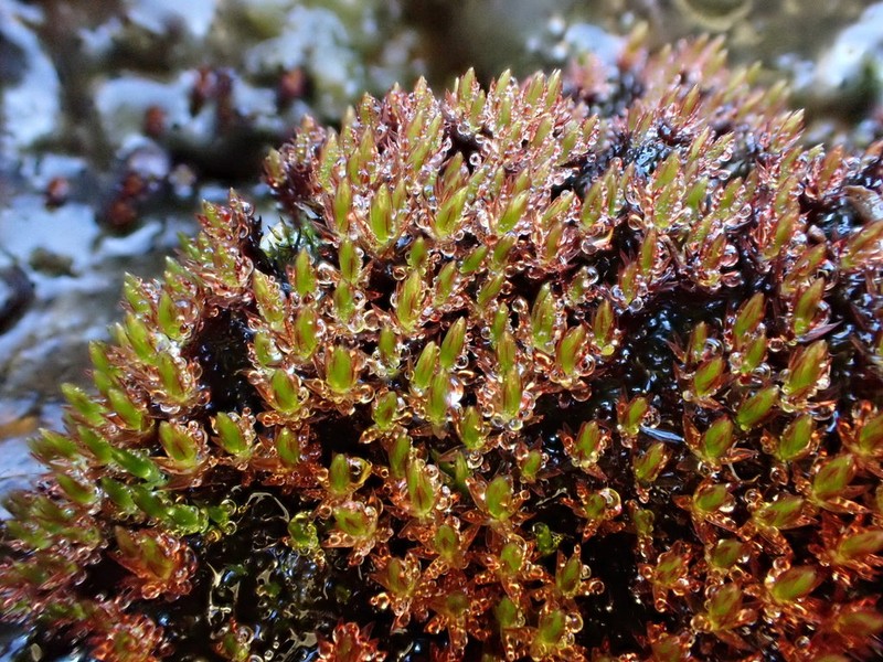 Alpine Bryum Moss photo 2