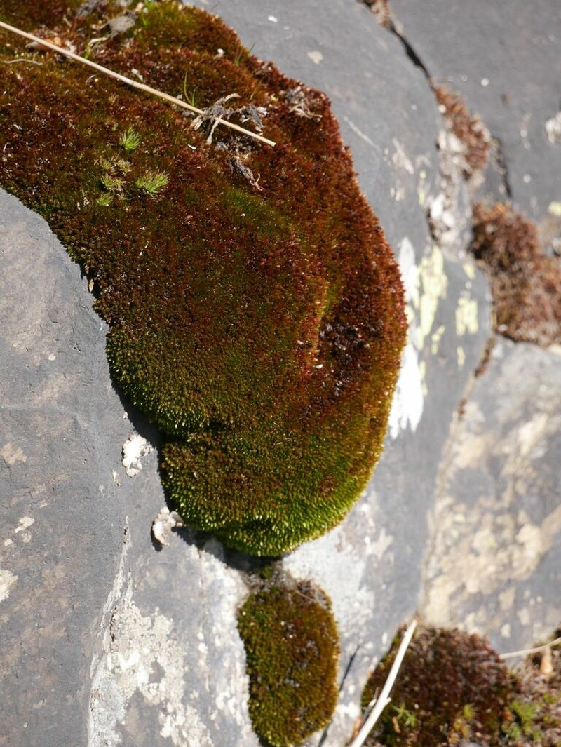 Alpine Bryum Moss photo 3