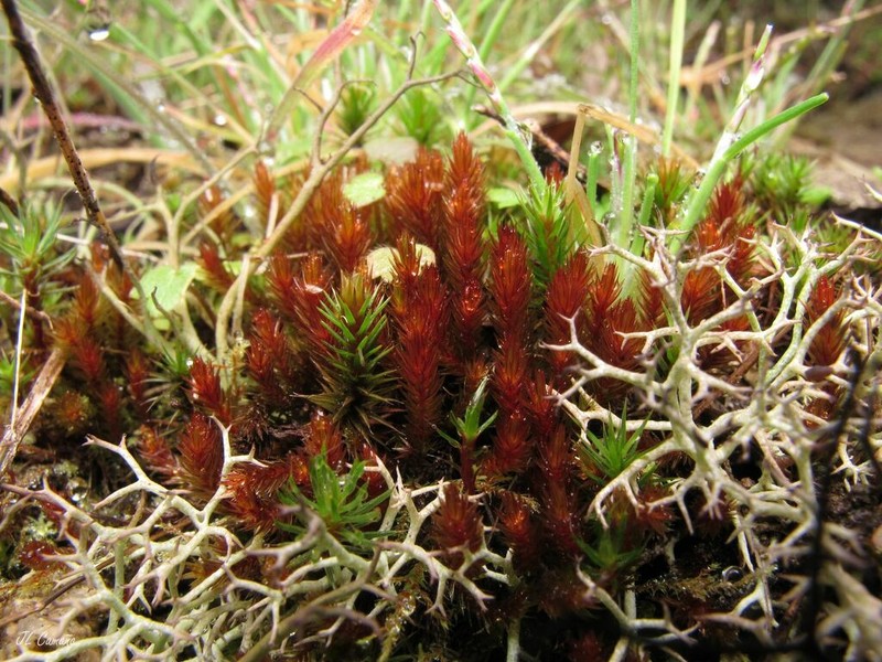 Alpine Bryum Moss photo 4