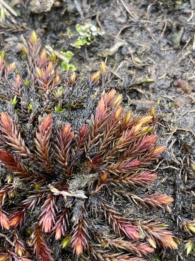 Alpine Bryum Moss photo 5