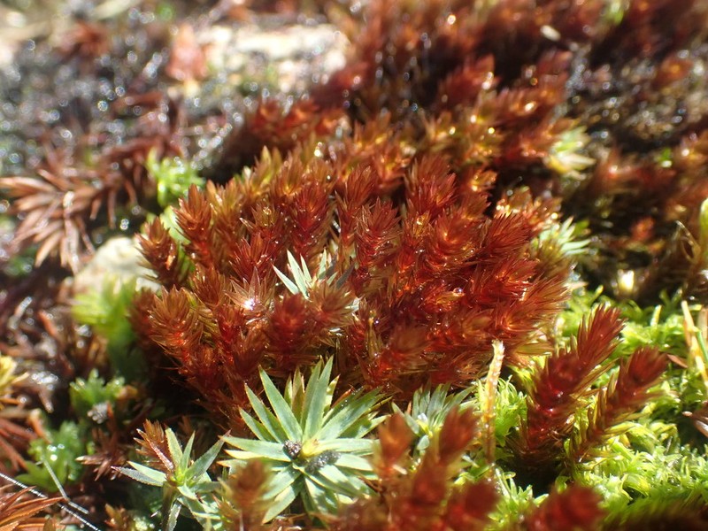 Alpine Bryum Moss photo 6