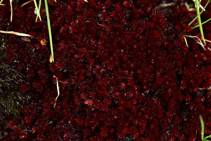 Alpine Bryum Moss photo 7