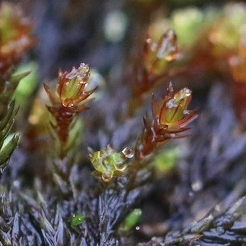 Alpine Bryum Moss photo 8