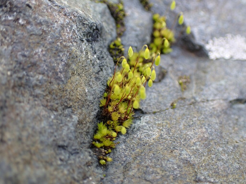 Bryum Moss