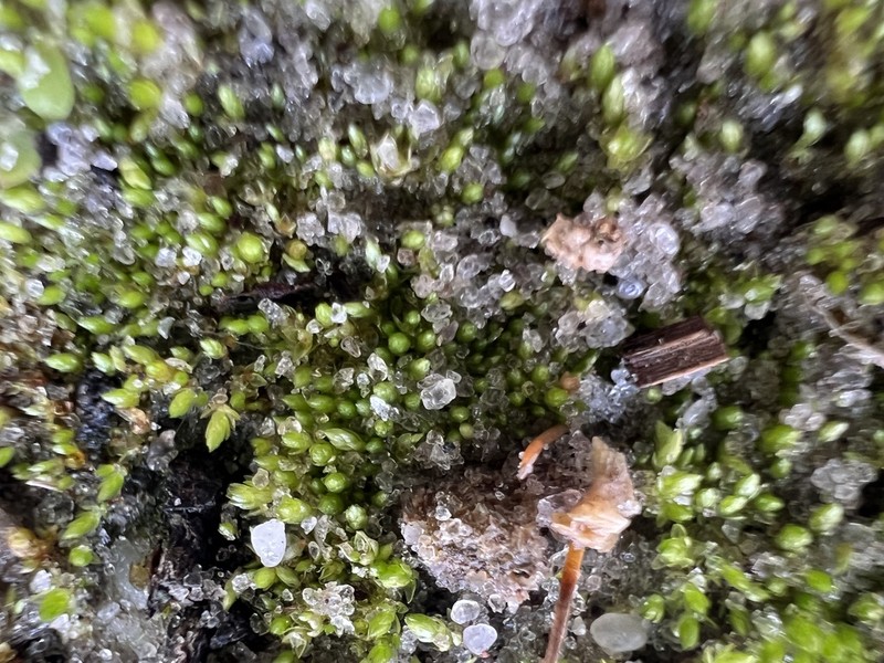 Apiculate Bryum Moss