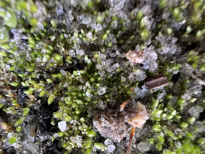 Apiculate Bryum Moss photo 2