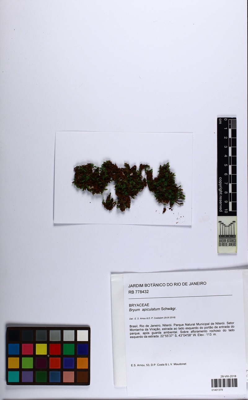 Apiculate Bryum Moss photo 3