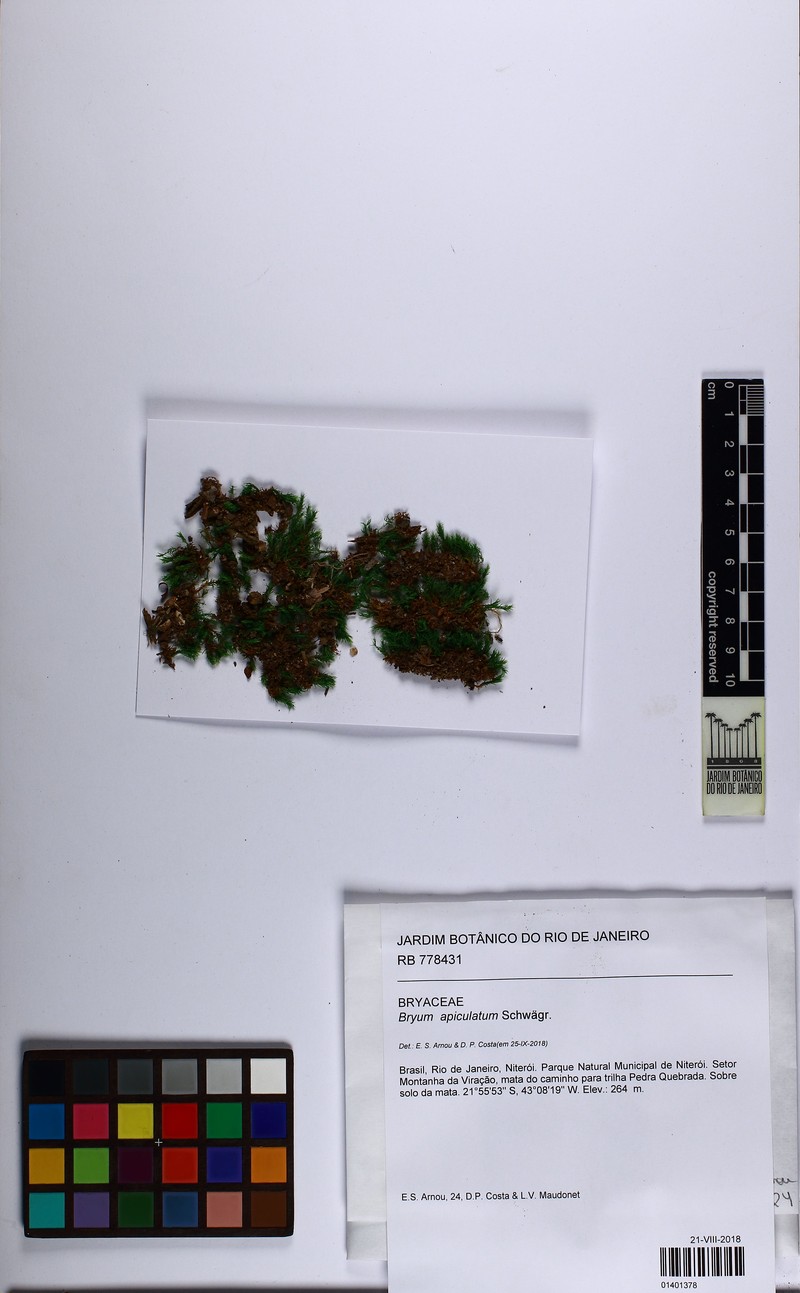 Apiculate Bryum Moss photo 4