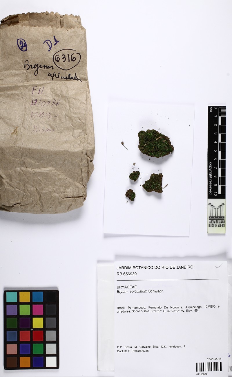 Apiculate Bryum Moss photo 5