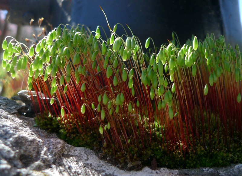 Archangel Bryum Moss photo 2