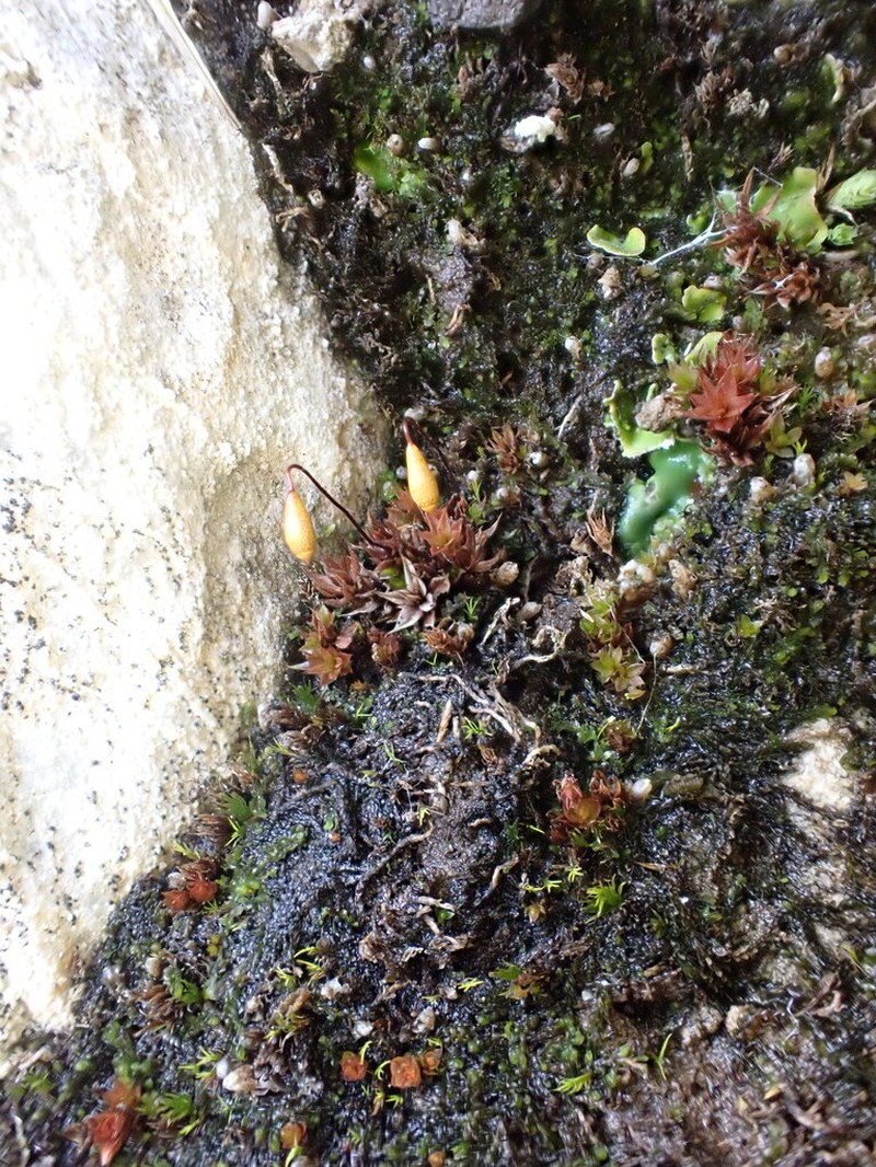 Arctic Bryum Moss