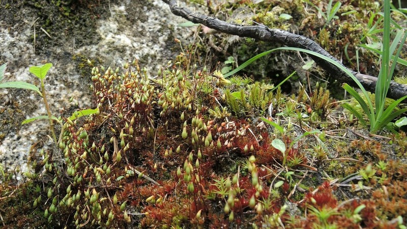 Arctic Bryum Moss photo 2