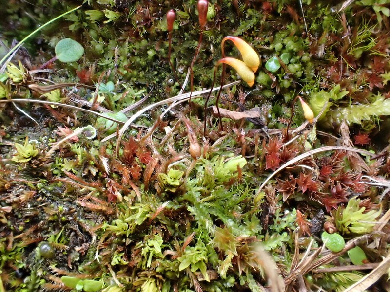 Arctic Bryum Moss photo 3