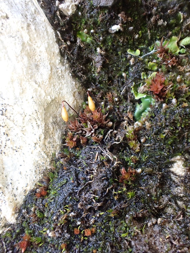 Arctic Bryum Moss photo 4