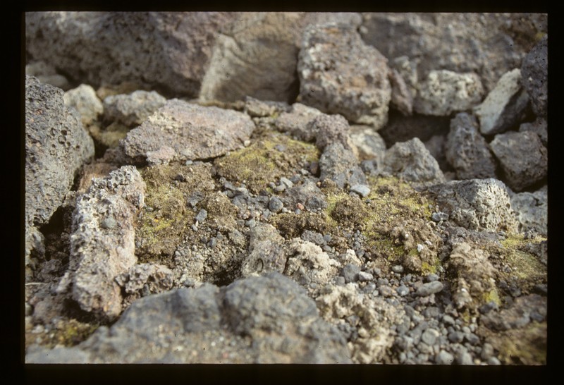 Silvergreen Bryum Moss photo 2