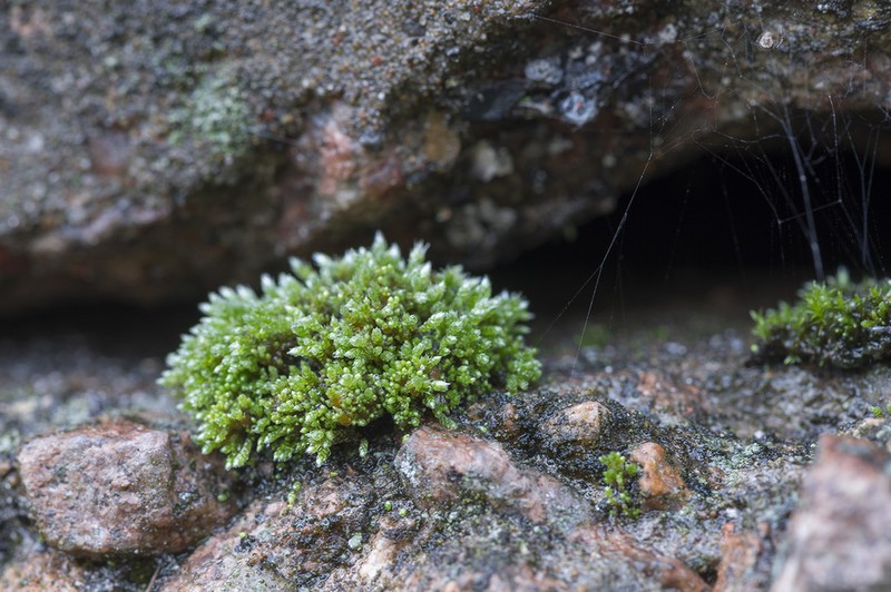 Silvergreen Bryum Moss photo 3
