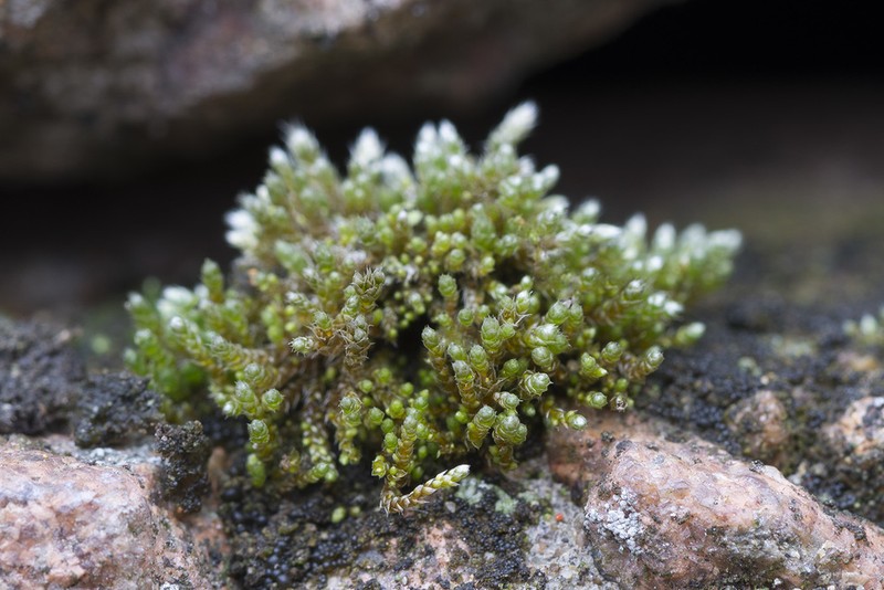 Silvergreen Bryum Moss photo 4