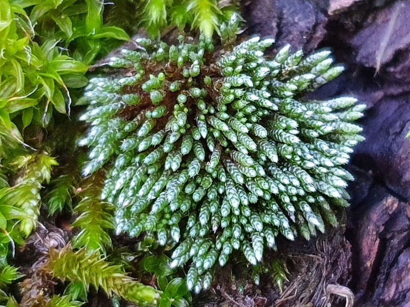 Silvergreen Bryum Moss photo 5