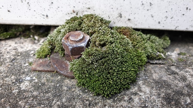Silvergreen Bryum Moss photo 6