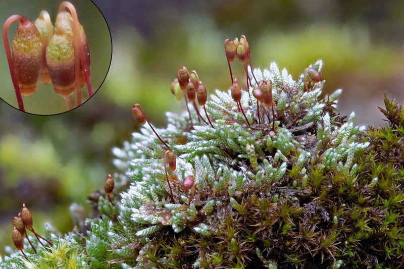 Silvergreen Bryum Moss photo 7