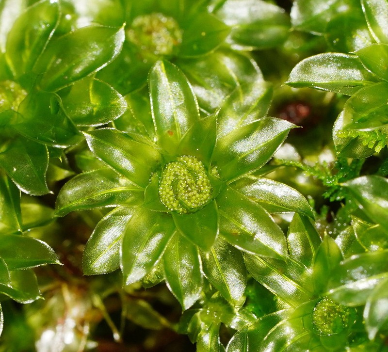 Billarder's Bryum Moss