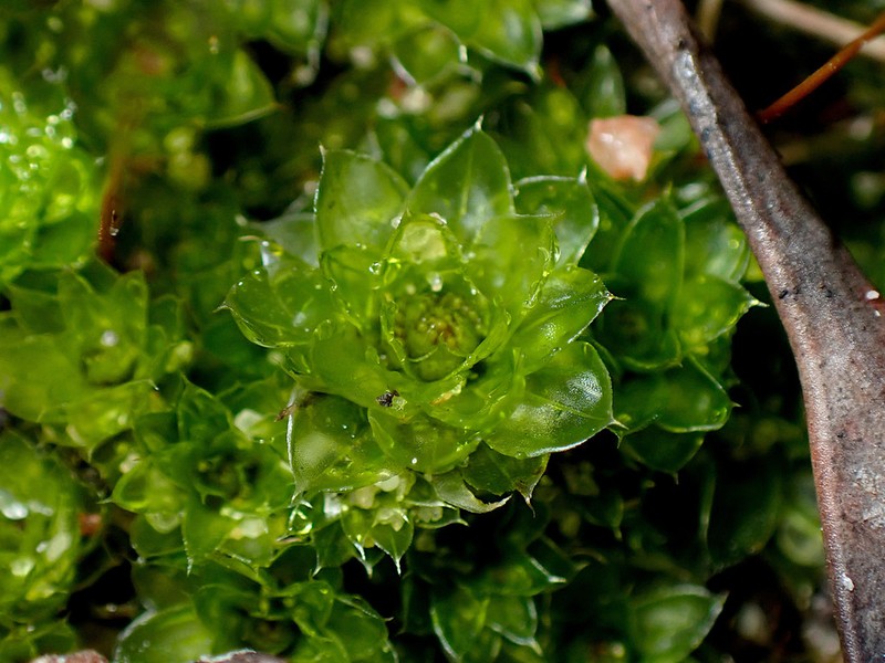 Billarder's Bryum Moss photo 2