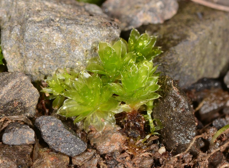 Billarder's Bryum Moss photo 3