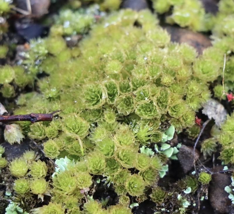 Billarder's Bryum Moss photo 4