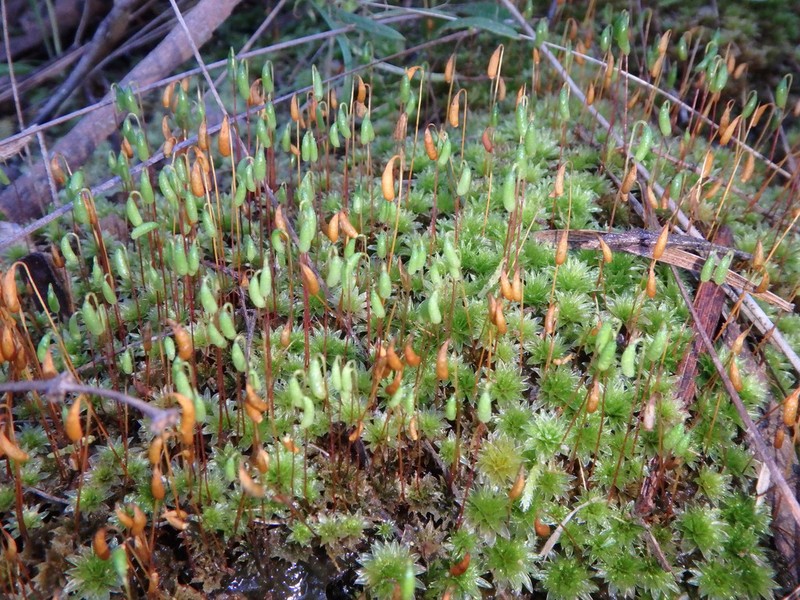 Billarder's Bryum Moss photo 5