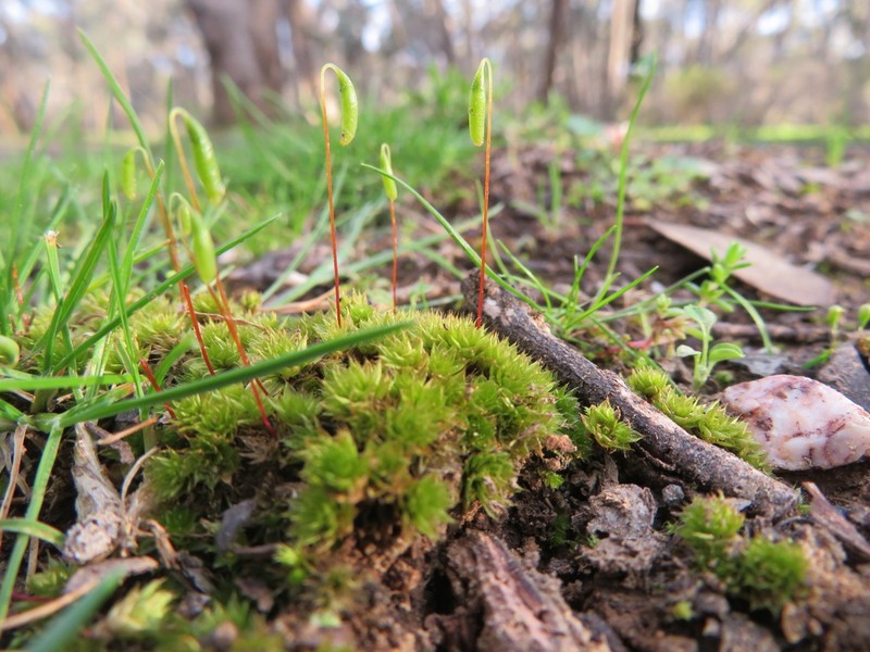 Billarder's Bryum Moss photo 6