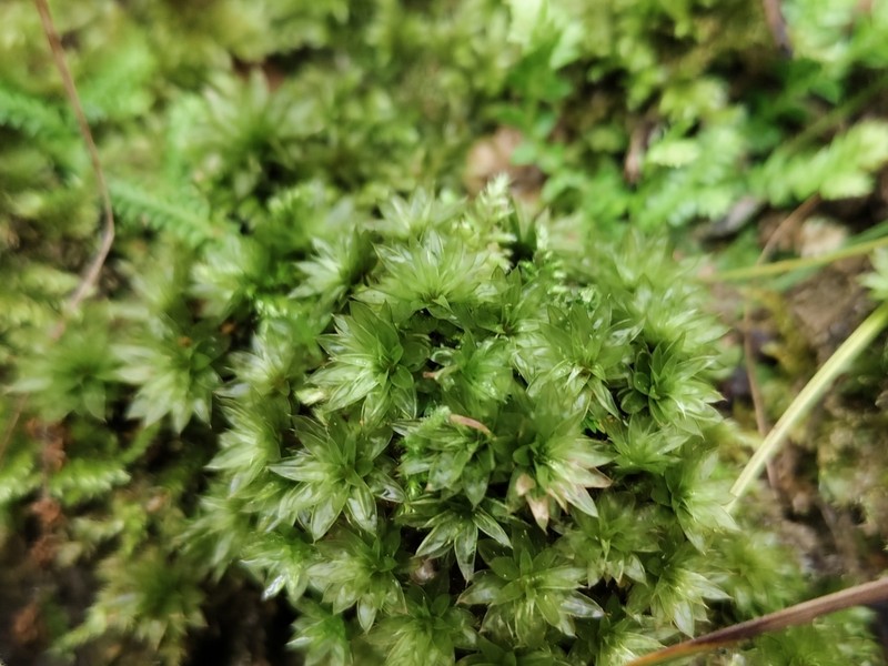 Billarder's Bryum Moss photo 7