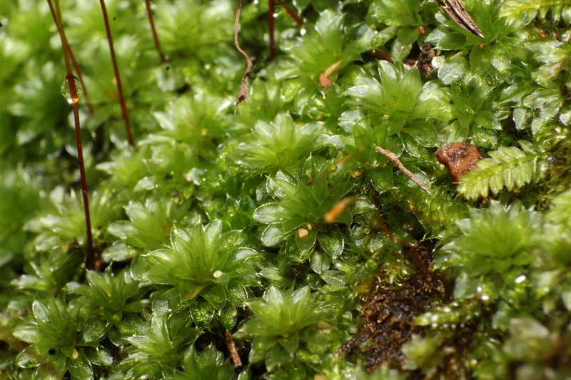 Billarder's Bryum Moss photo 8
